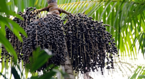 Explorando a Biodiversidade Brasileira O Poder dos Ativos Naturais no Skincare